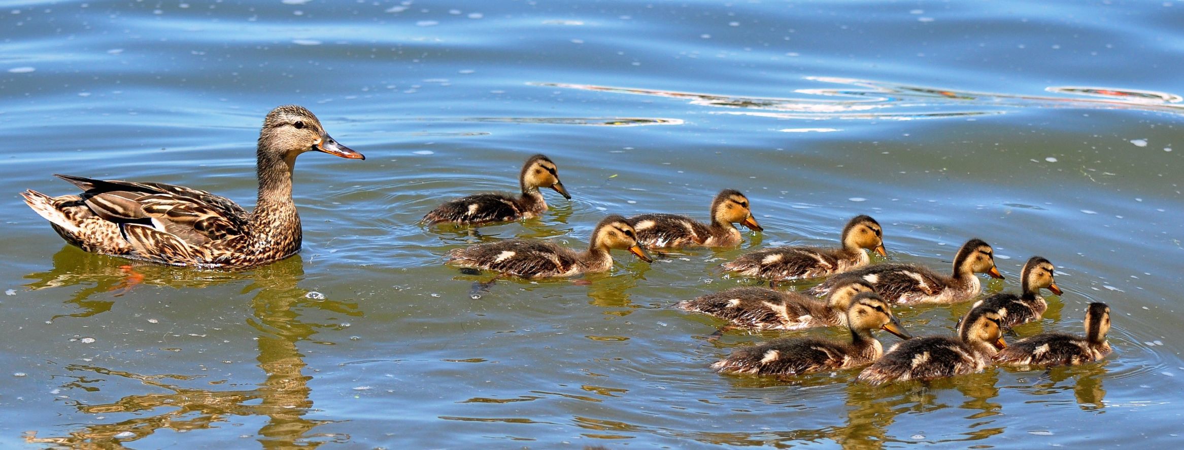 Mallard brood